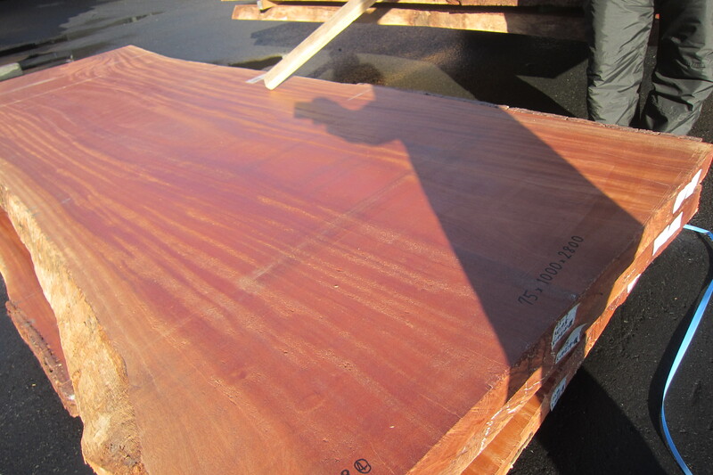 シンガポールマホガニー 4