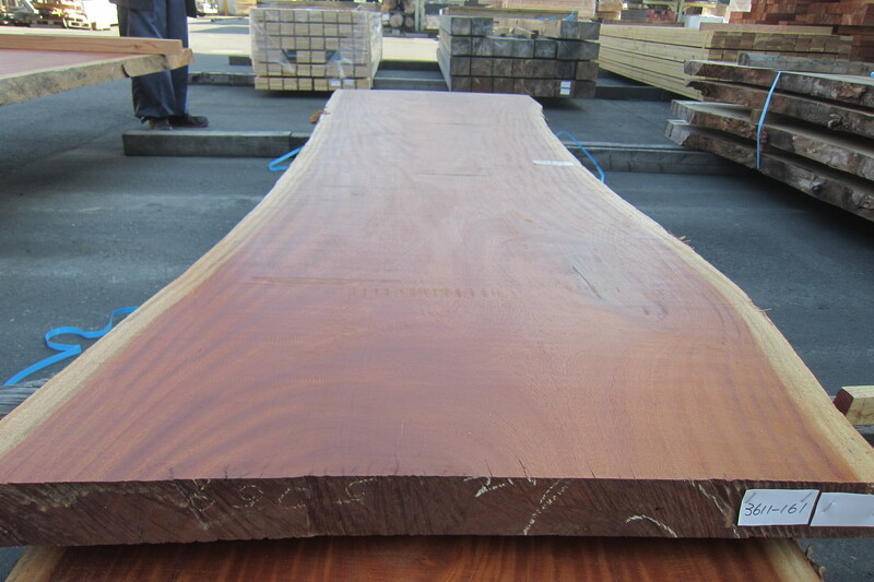 シンガポールマホガニー 6