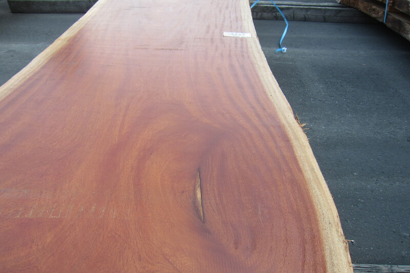 シンガポールマホガニー 7