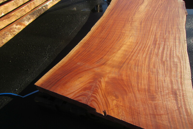 シンガポールマホガニー 6