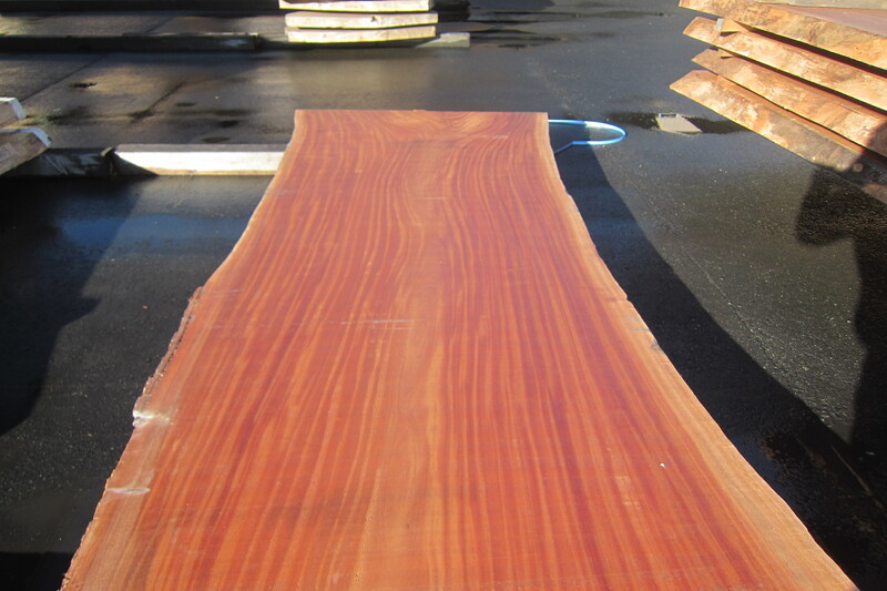 シンガポールマホガニー 2