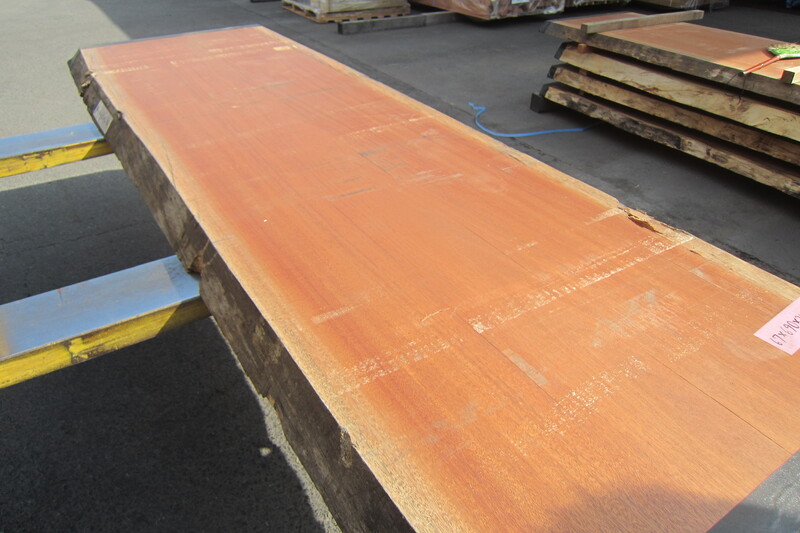 アフリカンマホガニー 2