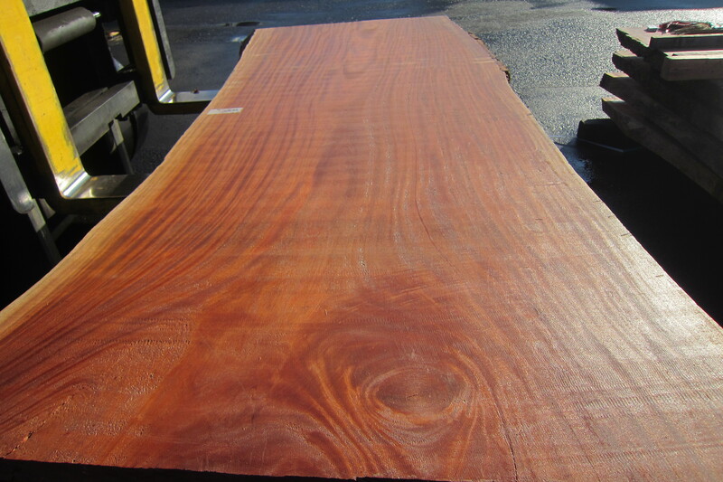 シンガポールマホガニー 4