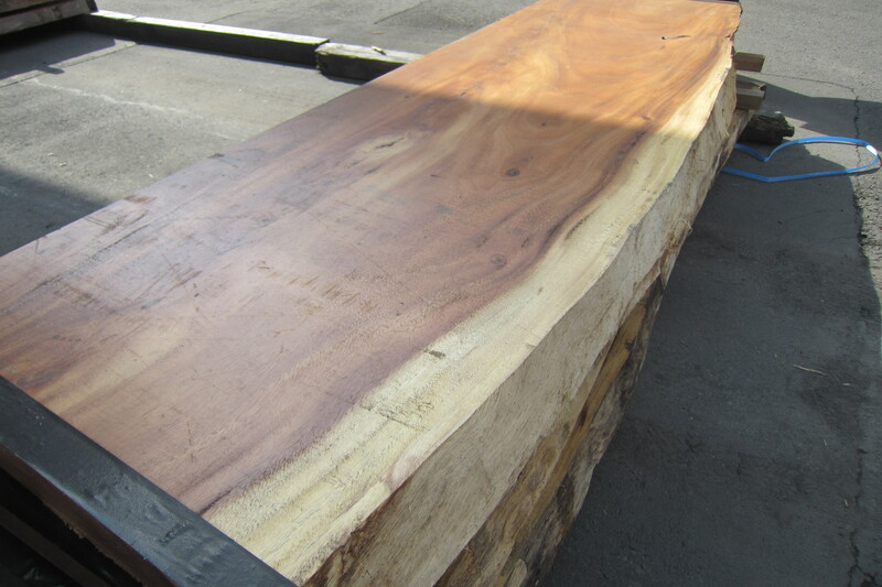 モンキーポット 7