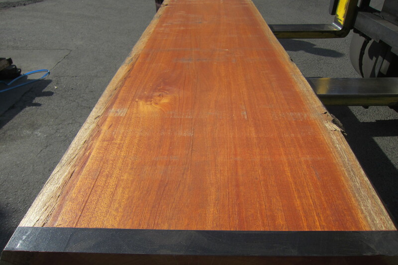 アフリカンマホガニー 9