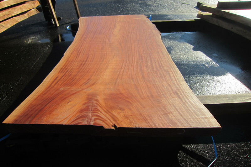 シンガポールマホガニー 7