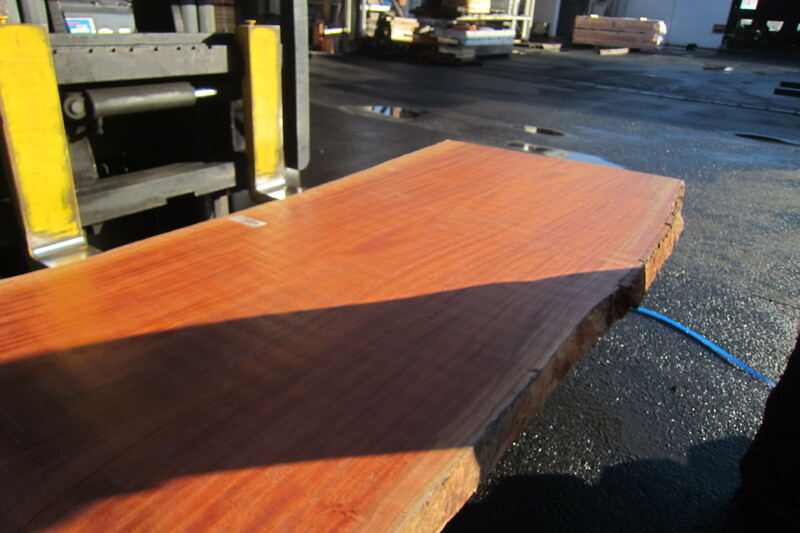 シンガポールマホガニー 3