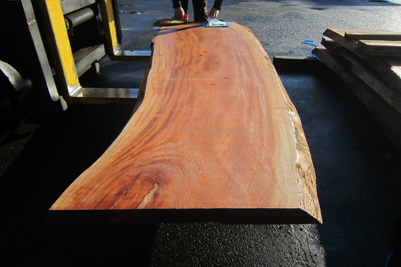 シンガポールマホガニー 7