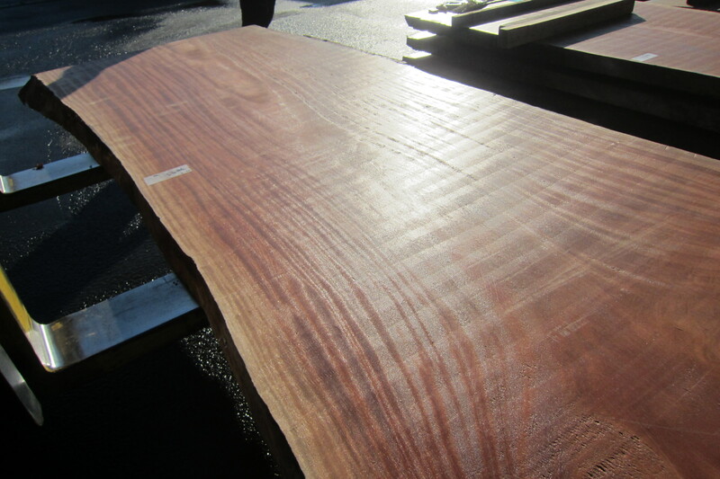 シンガポールマホガニー 5