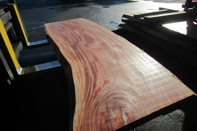 シンガポールマホガニー 4