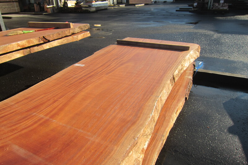 シンガポールマホガニー 5