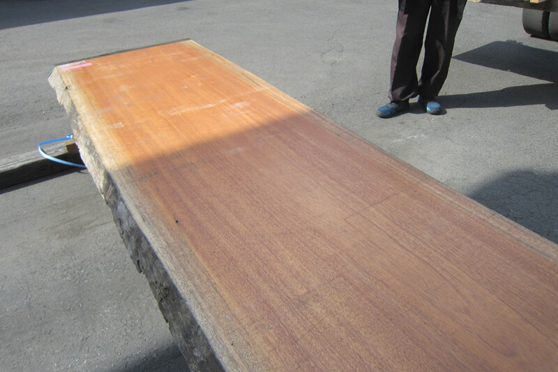 アフリカンマホガニー 7