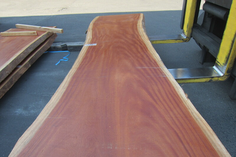 シンガポールマホガニー 7