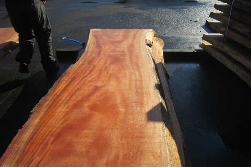 シンガポールマホガニー 5