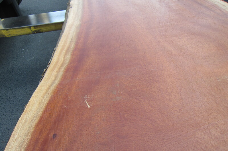 シンガポールマホガニー 3