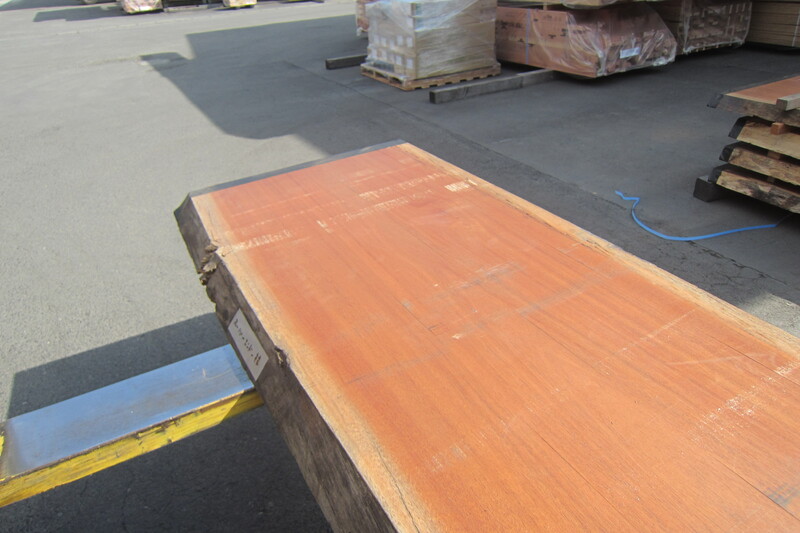 アフリカンマホガニー 4