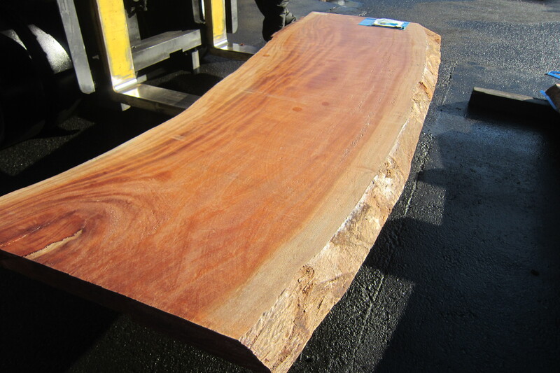 シンガポールマホガニー 6