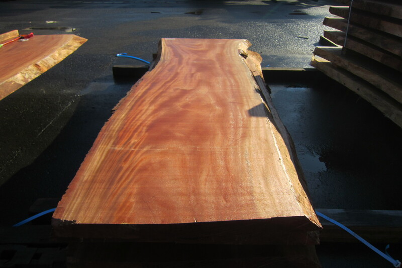 シンガポールマホガニー 7