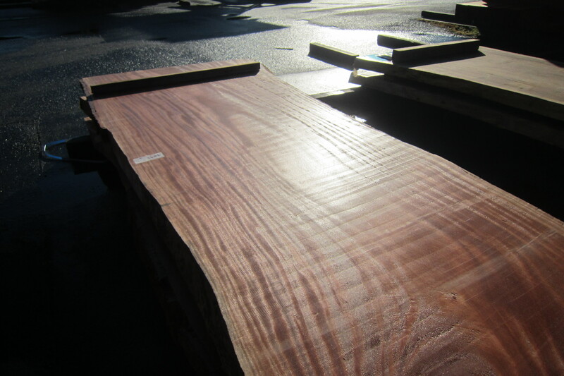 シンガポールマホガニー 6