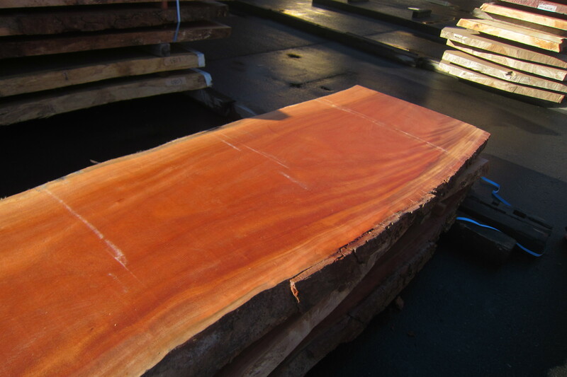 シンガポールマホガニー 4
