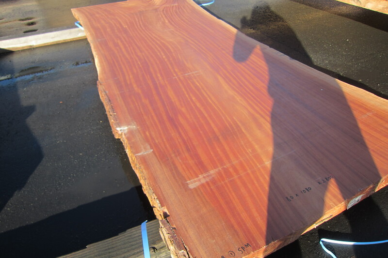 シンガポールマホガニー 3