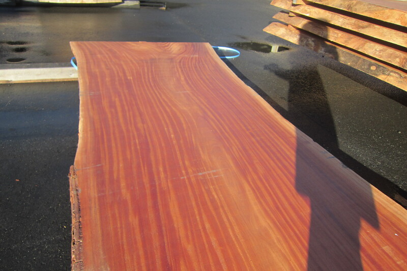 シンガポールマホガニー 4