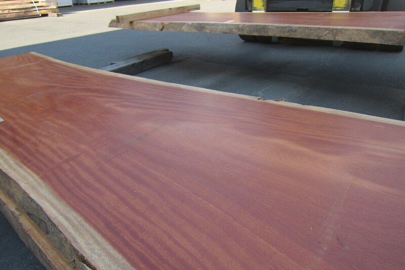 シンガポールマホガニー 8