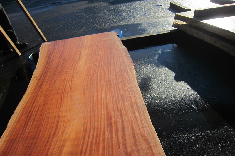 シンガポールマホガニー 5