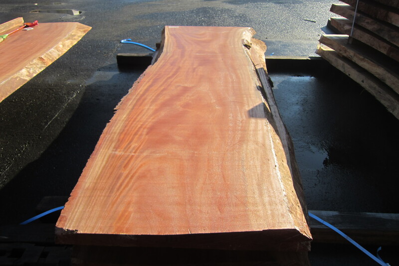 シンガポールマホガニー 6