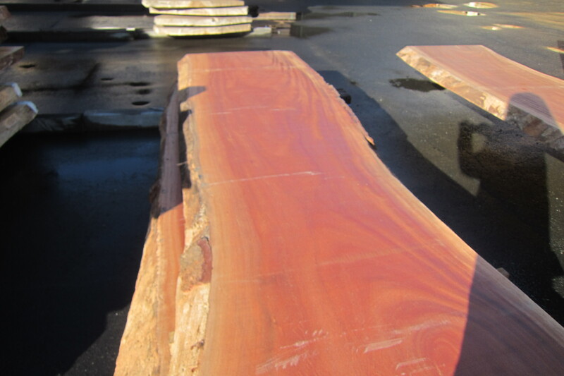 シンガポールマホガニー 2