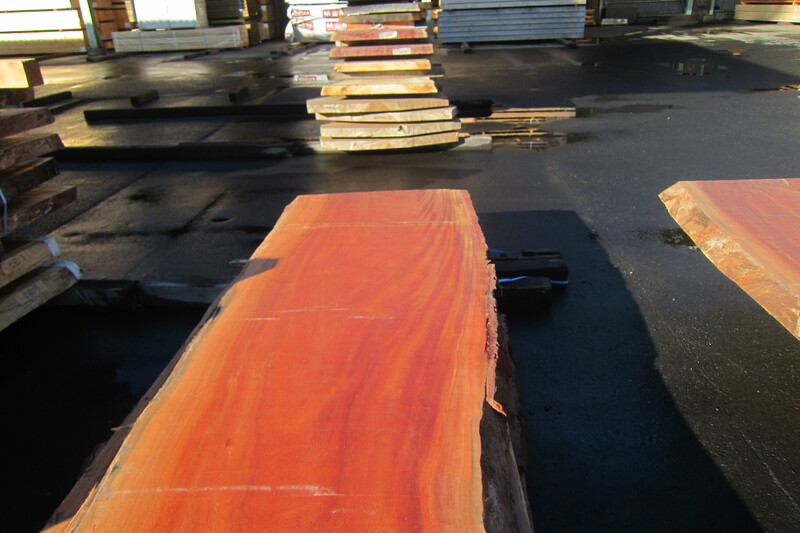 シンガポールマホガニー 3