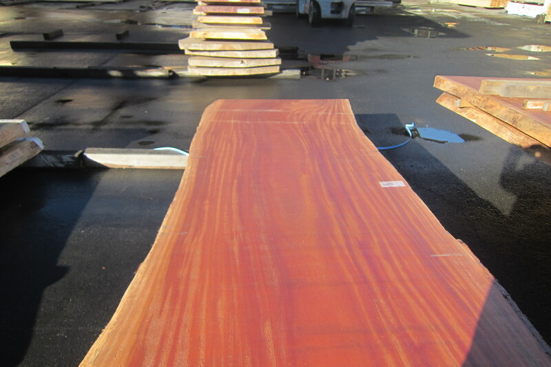 シンガポールマホガニー 2